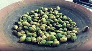 સ્વાદિષ્ટ શેકેલા લીલા ચણા | Roasted Green Chana or Chickpeas or Jinjra