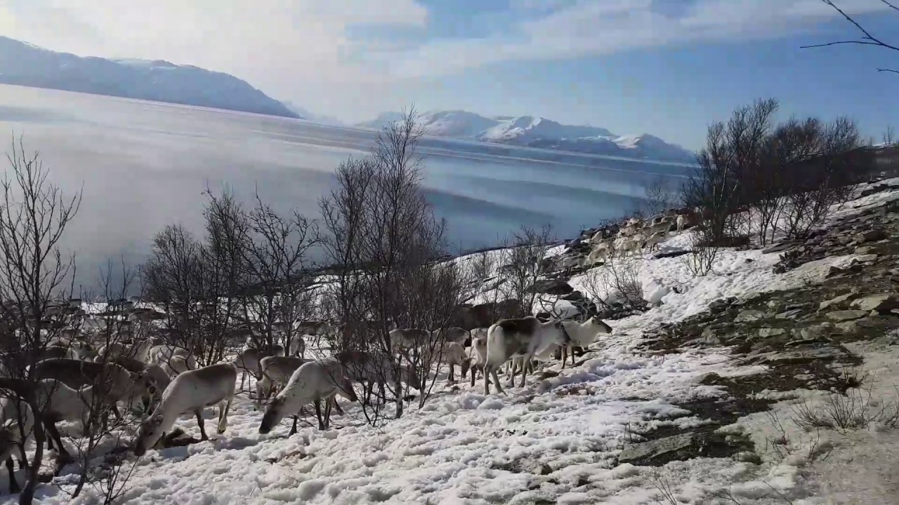 Sami People Herding Reindeer On Altafjord Norway Youtube