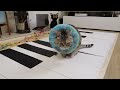 Cats Play GIANT PIANO!