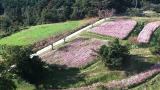 2022 10 11 上場高原・コスモス畑　(Uwaba Highlands・Cosmos Fields)