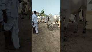 Ritika vlogs and tataiah#bulls#farmer#shots##