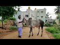 hallikar stud bull kalki at archakarahalli ramanagara district.