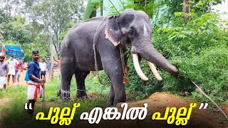 പുല്ല് പറിച്ചു തിന്നോ ദാസപ്പാ 😅🥰 | Thechikottukavu Devidasan | Thechikottukavu Devidasan Latest