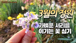 3월 정원의 꽃들/ 가벼운 서리는 이겨내는 봄꽃 심기