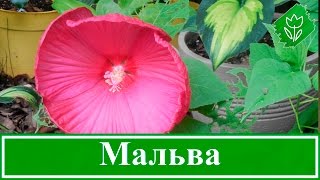 Цветок мальва – посадка и уход, выращивание мальвы из семян