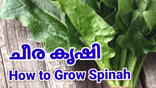 മഴക്കാലത്തെ ചീര കൃഷി | ചീര തൈ പറിച്ചു നടൽ | Spinach Cultivation