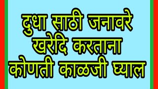 दुधाळ जनावरे वीकत घेताना कोणती काळजी घ्याल ???