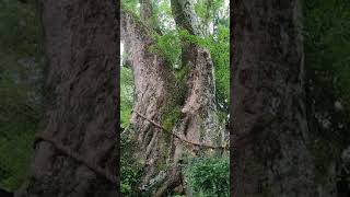 引作神社の御神木、引作の大楠。南方熊楠らが守った紀伊半島で最も太い木。推定樹齢1500年。