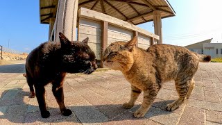 猫島のフェリー乗り場のベンチ付近の猫の集会に参加してきた