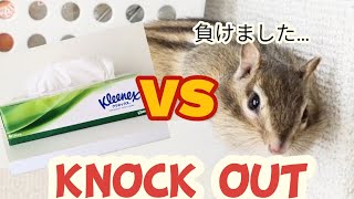 【シマリス】VSティッシュ箱　長期戦篇🐿（ムック）chipmunk VS box tissues  long battle