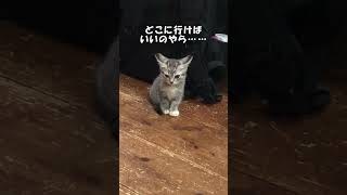 ねこ「うた」の新人時代　#ねこ #ねこのいる生活 #猫 #猫動画 #猫のいる暮らし