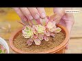 HOW TO GROW SUCCULENTS INTO MULTIPLE HEADS  Joy Garden  9 Years Living with Succulents