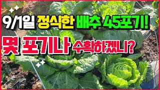 김장배추 수확까지 일주일 남았는데 몇포기나?