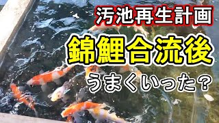 【汚池再生計画】３６　産地の違う錦鯉、合流は慎重に、合流うまくいったのか？ koi