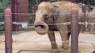 大きく鼻をふってアルンくんのお誕生日を祝うスーリヤさん🐘😊　10月31日 上野動物園