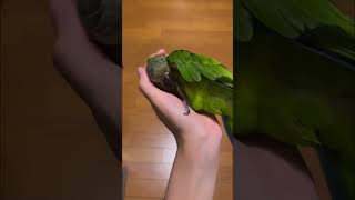 飼い主の手をベッドだと思ってるインコ