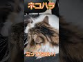 【うちの猫】拡散希望！非情な現実ネコハラスメントの実態 主は立ってなさい！～チルい猫ショート動画【 shorts 】 猫好きさんと繋がりたい