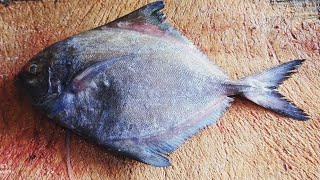 Small Black Pomfret Cutting Skills.