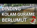 CARA BUDIDAYA IKAN GURAME DI KOLAM BETON || DINDING KOLAM GURAME BERLUMUT