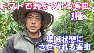 トマトの害虫、過去にひどい目にあわされた害虫。これをみて気をつけておきましょう。