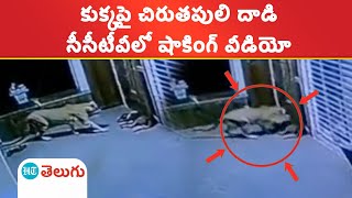 Leopard Attack Video | ఓ ఇంట్లో ఉన్న కుక్కపై చిరుత దాడి.. కలిసి తరిమికొట్టిన శునకాలు