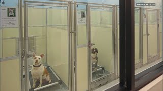 How modern shelter design is helping pet adoptions in Northeast Ohio: Ready Pet GO!