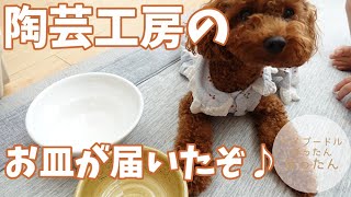 愛犬の駅で作った！陶芸工房のお皿が届いたよ！わんこの反応は？？