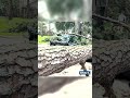 Video shows large uprooted trees following storms near Spring, Texas #shorts