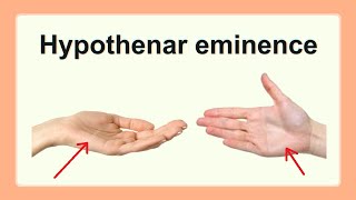 hypothenar eminence