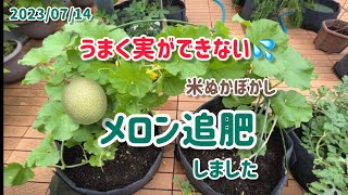 【肥料不足？】メロンの花が咲すぎかもしれないので追肥してみました2023/07/14