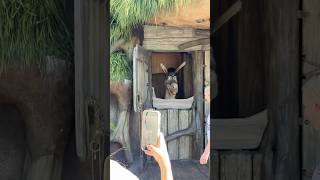 Donkey and Shrek at meet and greet at Universal Studios