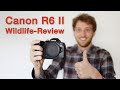 Canon R6 Mark II: The Perfect Camera for Bird Photography? A Detailed Review