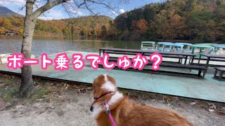 《秋の宝ヶ池公園》 グレートピレニーズ ピレバニ greatpyrenees