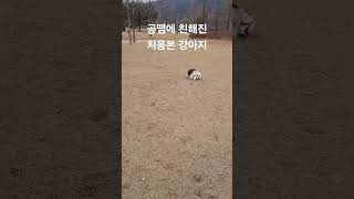 #공놀이_나가서_생긴일 #처음본 #강아지