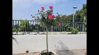 「我是假農夫」16 無與倫比的樹玫瑰 Amazing Standard Roses/ 迪克克拉克/ 紅色樹玫瑰/ 棒棒糖/ 樹月季