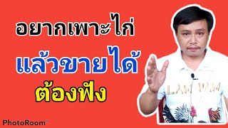 เพาะไก่ยังไงให้ขายได้