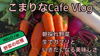 ＜こまりなCafe ・野菜作り＞野菜の収穫/甘くて美味しい/カフェで販売中＃野菜の収穫＃家庭菜園＃シニアライフ