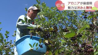 ジャムやデザートに…今年は豊作、アロニアの収穫が最盛期に　北海道伊達市