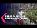 Petani Terancam Gagal Panen Saat Harga Cabai Naik