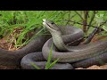 black mamba and green mambas the most feared venomous snakes of africa but are they so deadly