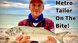 Catching Tailor Fish - The Ultimate Beach Fishing Adventure! Ep6