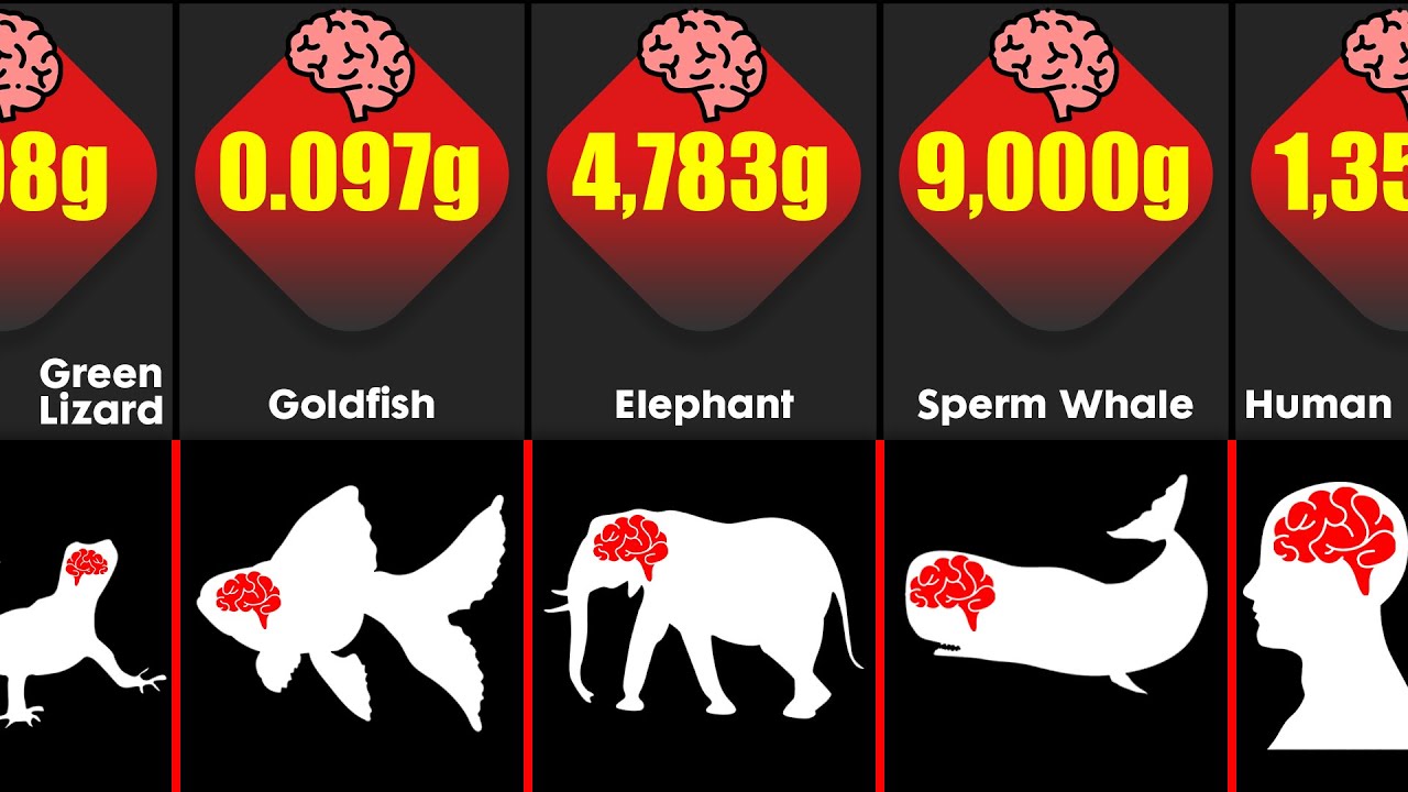 Animal Brain Size Comparison | Which Animal Has The Biggest Brain ...