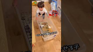 暴走する子 #shorts #かわいい #2歳 #モルモット  #cute #guinea pig #2 years old #Explosive speed