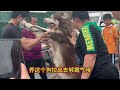 极品小狗 五黑犬 狗市 喜欢中华田园犬请关注