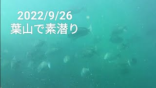 2022/9/26　葉山で素潜り