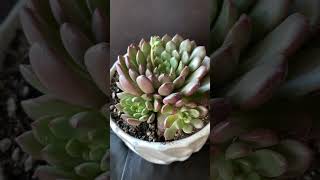 アメリカのホームセン多肉4ドル#succulent  #plants #多肉植物 #多肉事 #多肉#今日の多肉事 #succulents #多肉大好き #succulentgarden #エケベリア