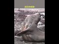 一只海豹宝宝，爬上海滩伸懒腰。还爬过去舔摄影师的脚脚 a baby seal 🦭 done stretching and gone to lick the photographer’s shoes