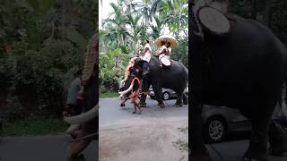 ഈ പോവുന്ന ആനയെ മനസ്സിലായോ ? Balussery Dhananjayan #elephants #shorts #ആന Kerala Elephant #aanapremi