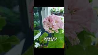 K제라늄/미즈아로수\u0026아랑별비  #한국제라늄 #왕꽃볼제라늄