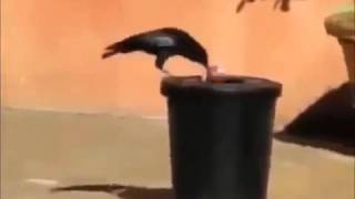 Intelligent Crow Throwing Trash in Bin